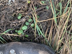 Hydrocotyle vulgaris