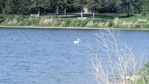 American White Pelican