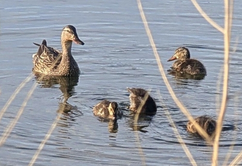 Mallard
