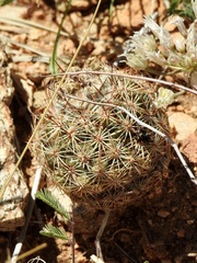 Echinomastus intertextus