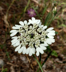 Artedia squamata