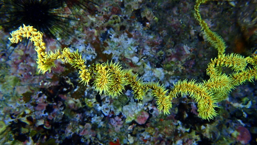 Cirrhipathes anguina observed 2026-06-27