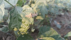 Sameodes cancellalis