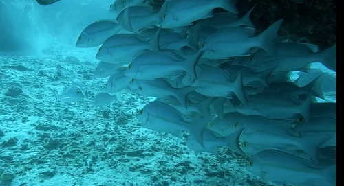 Yellowbanded snapper (Lutjanus adetii) — Lutjanidae — 4