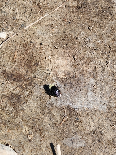 iNaturalist observation photo of Yellow-faced Bumble Bee