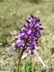 Anacamptis morio caucasica