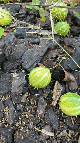paddy melon