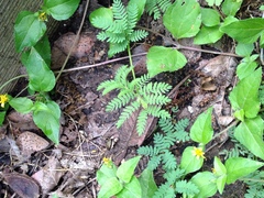 Desmanthus acuminatus