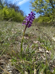 Anacamptis morio caucasica