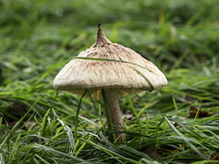 Saproamanita