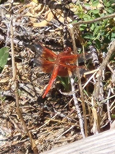 iNaturalist observation photo of Flame Skimmer