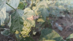 Sameodes cancellalis