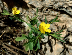 Linum nodiflorum