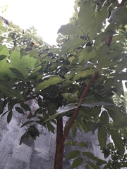 Talisia esculenta