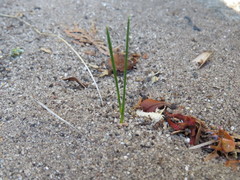 Romulea rosea australis