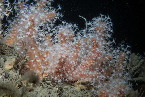 Alcyonium glomeratum