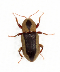 Stenhelmoides rufulus