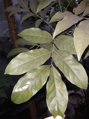 Talisia esculenta
