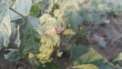 Sameodes cancellalis