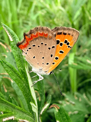 Japanese copper