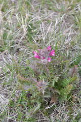 Pedicularis dasystachys