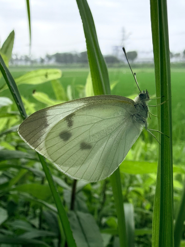 Small White