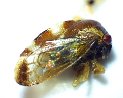 Cyrtolobus togatus
