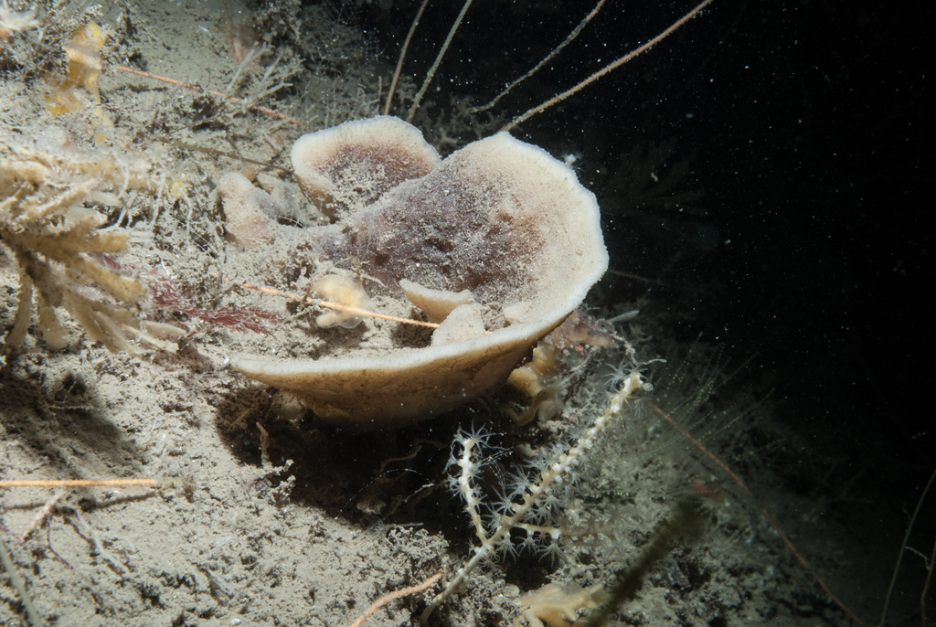 Chalice Sponge