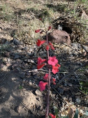 Penstemon wrightii