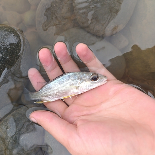 Purplemouth grunt (Pomadasys bayanus) — Haemulidae — 3