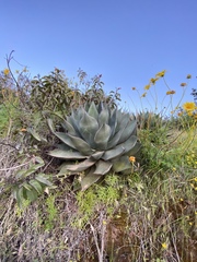 Agave shawii shawii