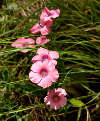 Linum pubescens