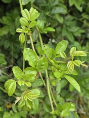 multiflora rose