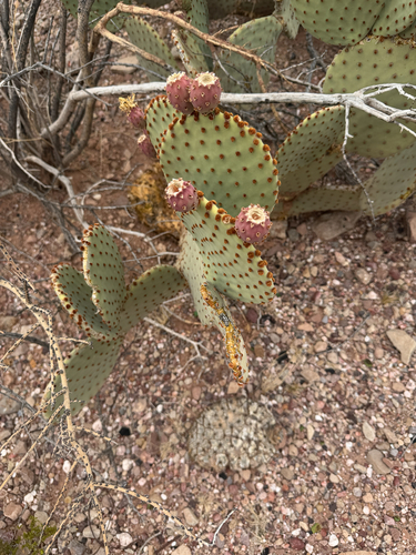 Blind Pricklypear