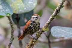 Margarornis squamiger