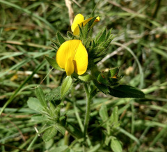 Ononis pubescens
