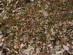 Rhododendron kaempferi