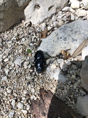 Pasimachus californicus