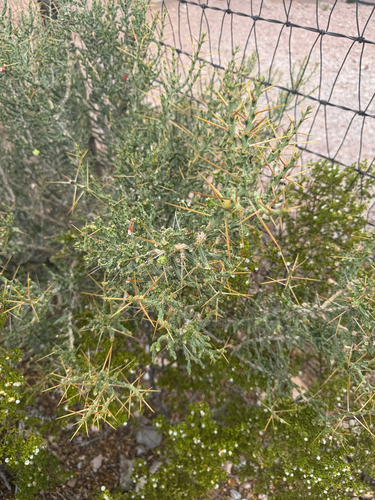 Christmas cholla