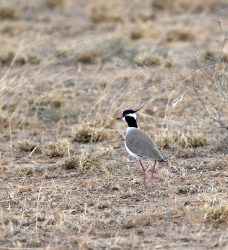 iNaturalist image