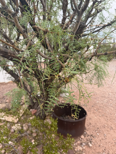 honey mesquite