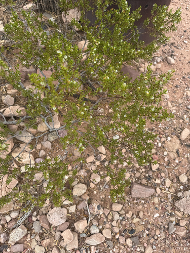 Creosote Bush