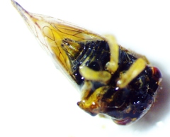 Cyrtolobus togatus