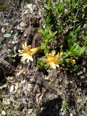 Diplacus grandiflorus