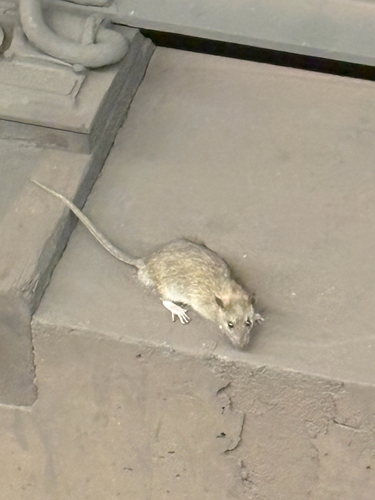 Rat photographed near here on 2026-06-28