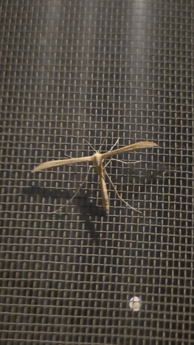 iNaturalist observation photo of Oidaematophorini