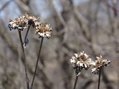Inula helenium