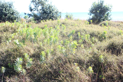 Euphorbia glauca, photograph 4