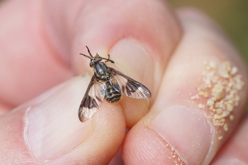 Sacken's Deer Fly photo 3