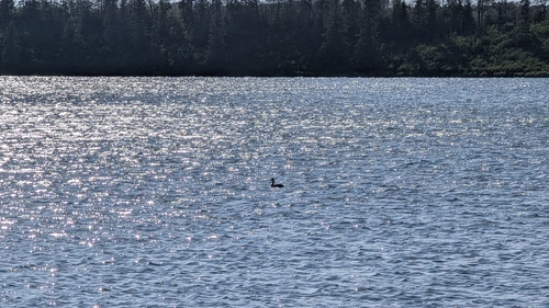 Red-necked Grebe
